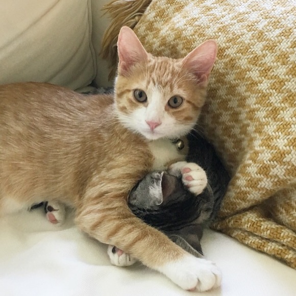 Meet your Posher, Kelly - Picture 4 of 8